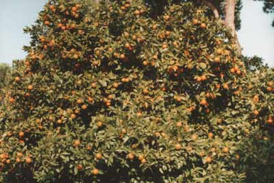Appelsintræ i Parco Savello